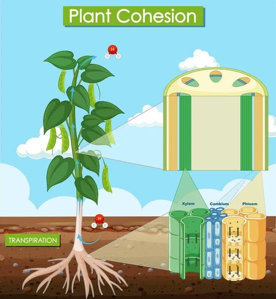 Diagrama Que Muestra Ilustración Cohesión Vegetal — Archivo Imágenes Vectoriales