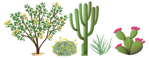 Diferentes Tipos Cactus Árboles Ilustración — Vector de stock