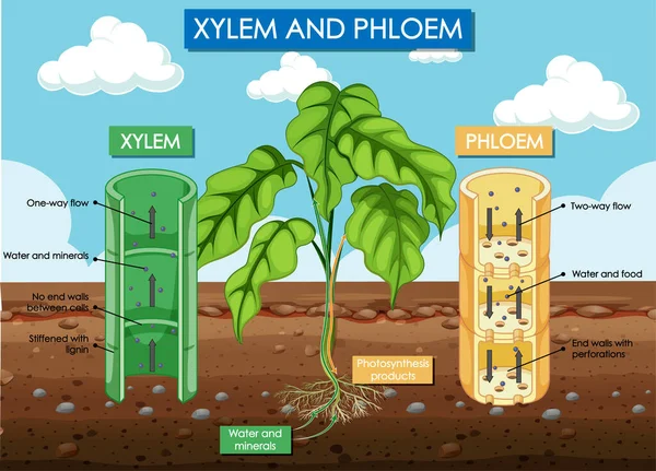 Διάγραμμα Που Δείχνει Xylem Και Phloem Απεικόνιση Των Φυτών — Διανυσματικό Αρχείο