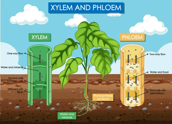 Diagrama Que Muestra Ilustración Xilema Planta Floema — Archivo Imágenes Vectoriales