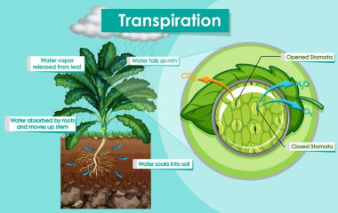 Aktarma bitkisinin resimlerini gösteren diyagram