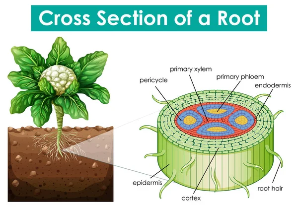 Schema Che Mostra Sezione Trasversale Illustrazione Radice — Vettoriale Stock