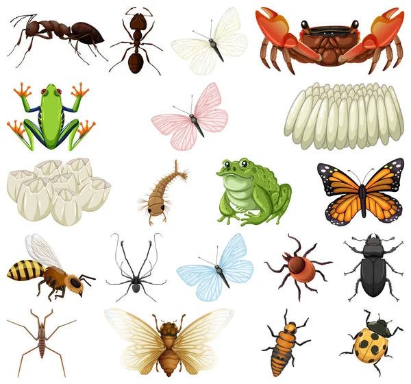 Diferentes Tipos Insectos Animales Sobre Fondo Blanco Ilustración — Vector de stock