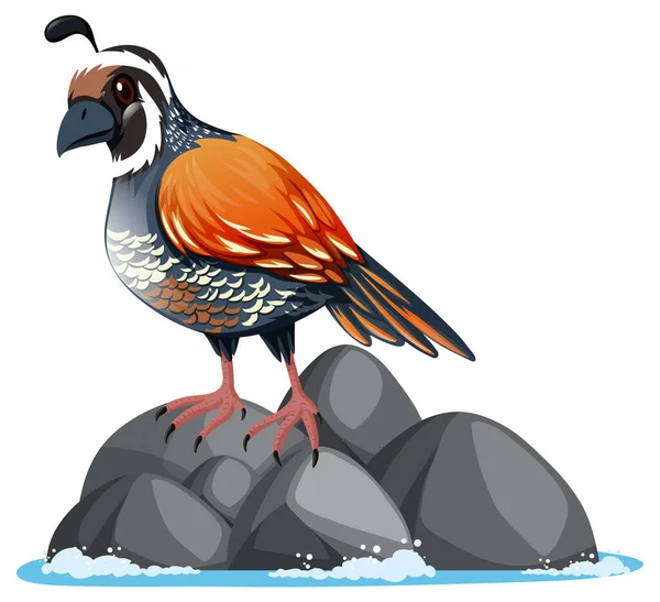 Wachtelvogel Steht Auf Felsen Illustration — Stockvektor