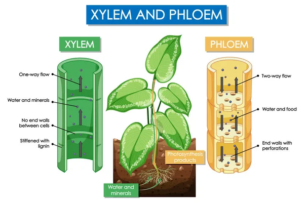 キシムと植物のイラストを示す図 — ストックベクタ