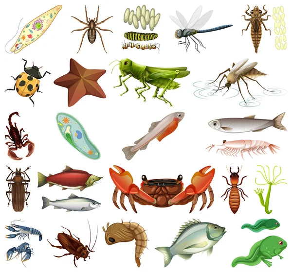 Verschillende Soorten Insecten Dieren Witte Achtergrond Illustratie — Stockvector