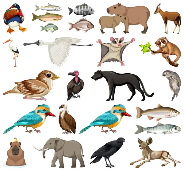 Différents Types Illustration Collection Animaux — Image vectorielle