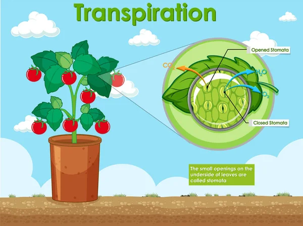 Διάγραμμα Που Δείχνει Εφίδρωση Στην Απεικόνιση Των Φυτών — Διανυσματικό Αρχείο