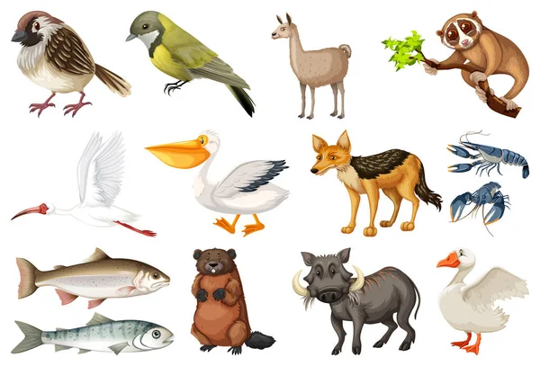 Différents Types Illustration Collection Animaux — Image vectorielle