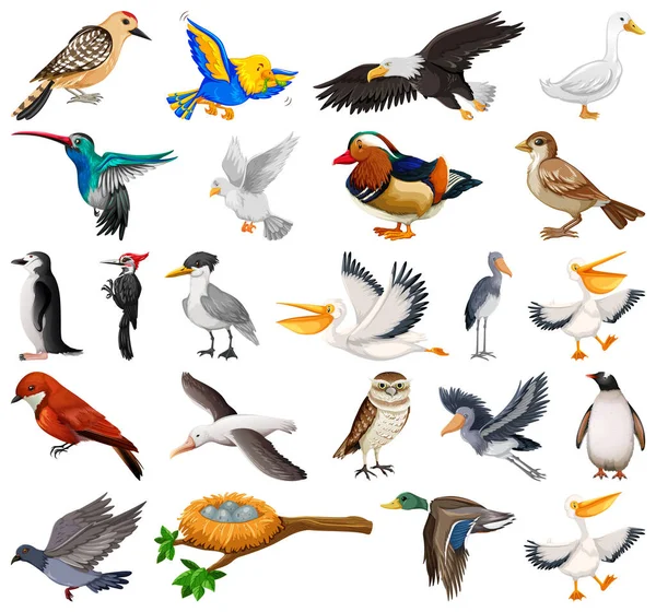 Verschillende Soorten Vogels Verzamelen Illustratie — Stockvector