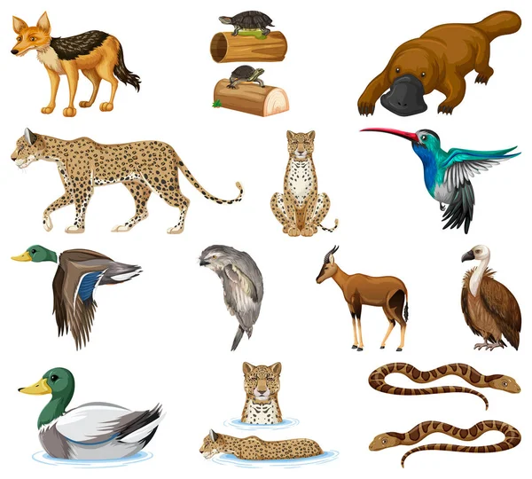 Diferentes Tipos Animais Coleta Ilustração — Vetor de Stock