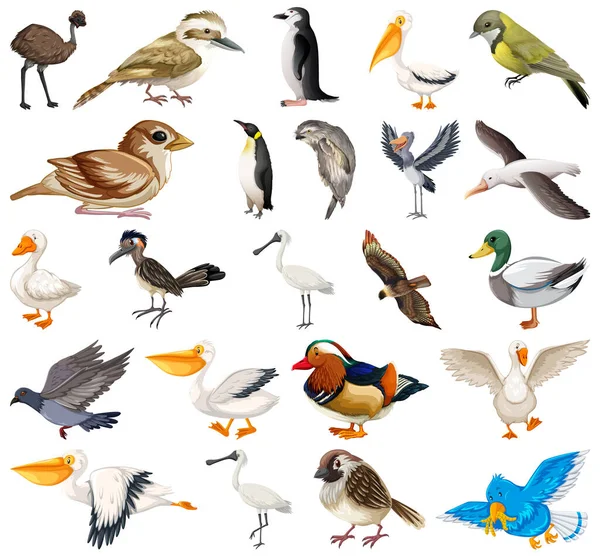 Diversi Tipi Uccelli Raccolta Illustrazione — Vettoriale Stock