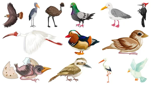 Verschiedene Arten Von Vögeln Sammlung Illustration — Stockvektor
