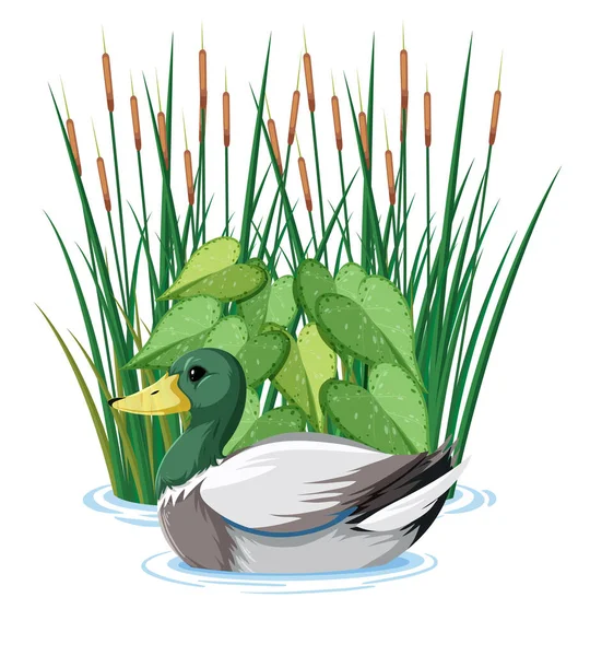 Kachna Koupání Rybníku Ilustrace — Stockový vektor