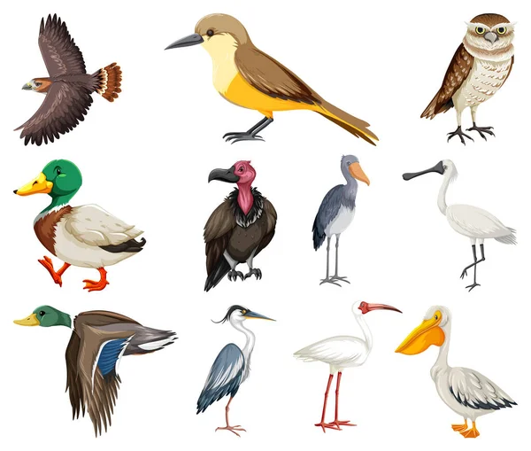 Different Kinds Birds Collection Illustration — Stock Vector