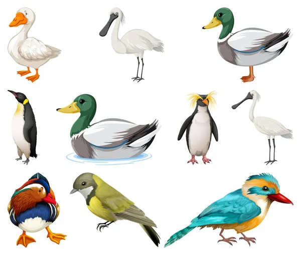 Différents Types Illustration Collection Oiseaux — Image vectorielle