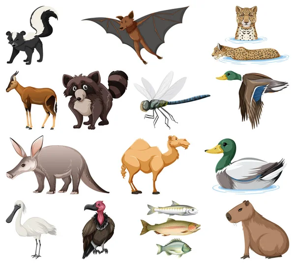 Différents Types Illustration Collection Animaux — Image vectorielle