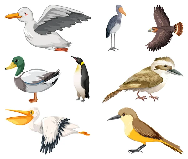 Différents Types Illustration Collection Oiseaux — Image vectorielle