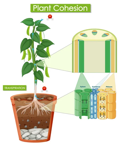 Diagrama Que Muestra Ilustración Cohesión Vegetal — Vector de stock