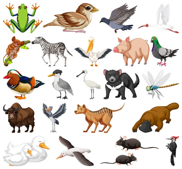 Différents Types Illustration Collection Animaux — Image vectorielle