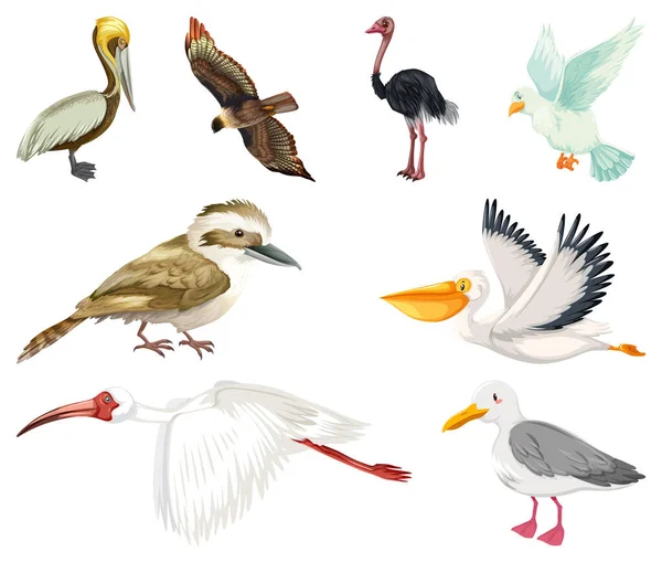 Différents Types Illustration Collection Oiseaux — Image vectorielle