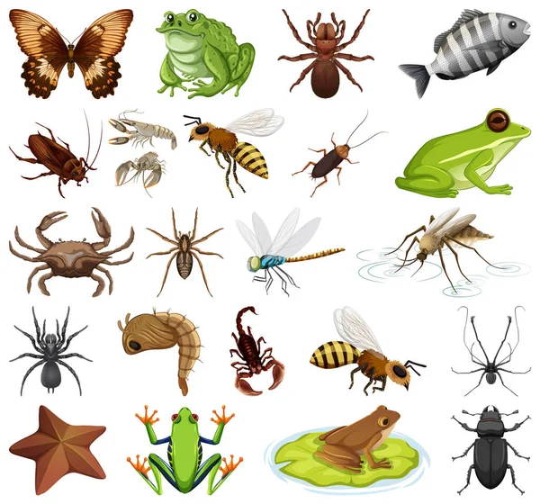 Différents Types Insectes Animaux Sur Fond Blanc Illustration — Image vectorielle