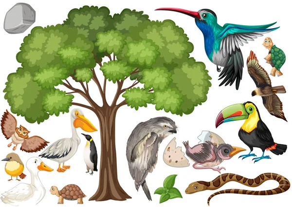 Diferentes Tipos Animais Selvagens Coleção Ilustração —  Vetores de Stock