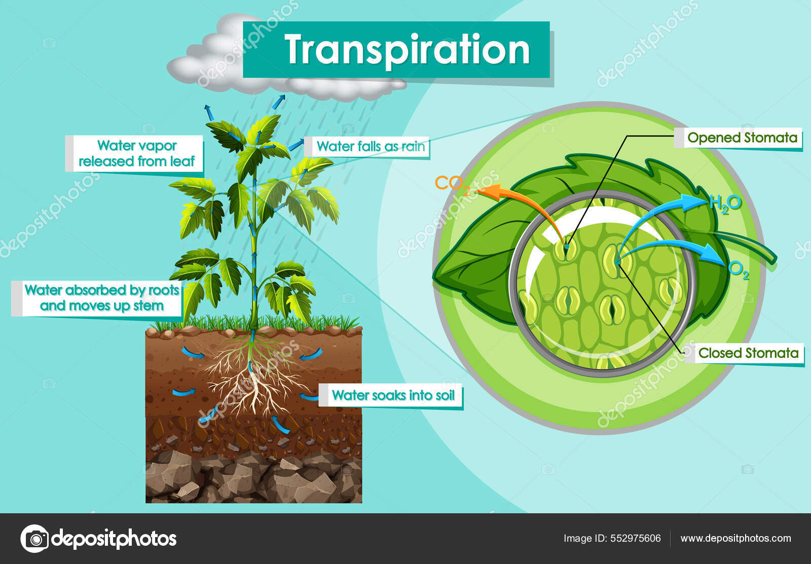 Diagram Showing Transpiration Plant Illustration Stock Illustration By diagram-showing-transpiration-plant-illustration-stock-illustration-by