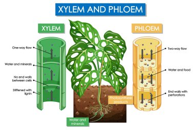 xylem ve phloem bitkisinin çizimlerini gösteren diyagram