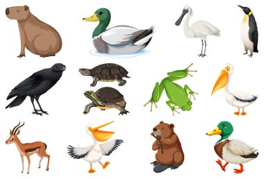 Bir dizi farklı hayvan örnekleri.