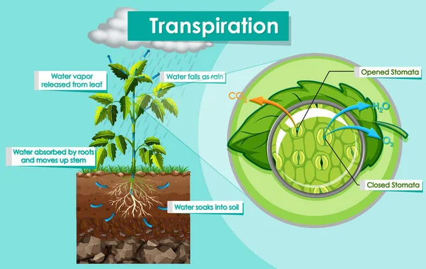 Figura Mostrando Ilustração Planta Transpiração — Vetor de Stock