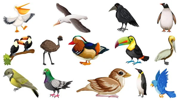 Different Kinds Birds Collection Illustration — Stock Vector