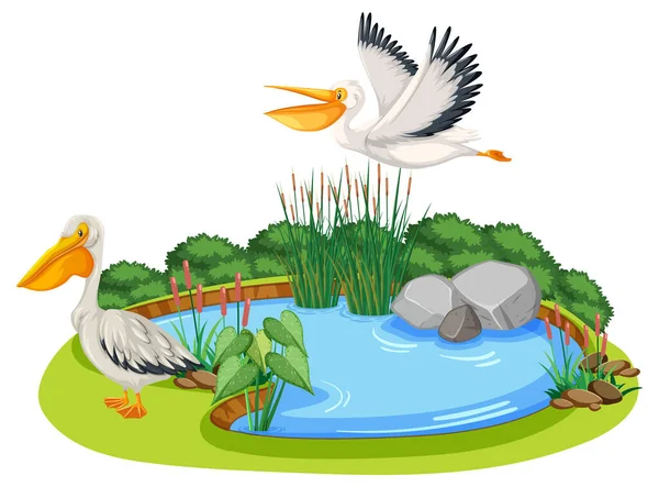 Australian Pelicans Nature Pond Illustration — Stock Vector