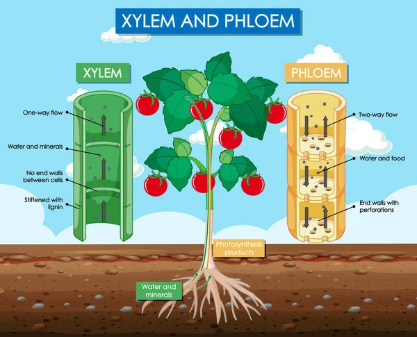 Diagrama Que Muestra Ilustración Xilema Planta Floema — Vector de stock