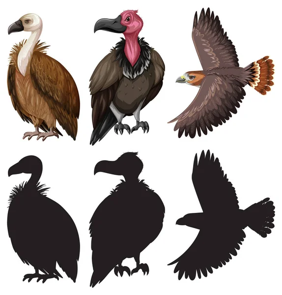 秃鹰和鹰与轮廓插图 — 图库矢量图片