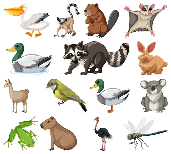 動物コレクションのイラストの異なる種類 — ストックベクタ