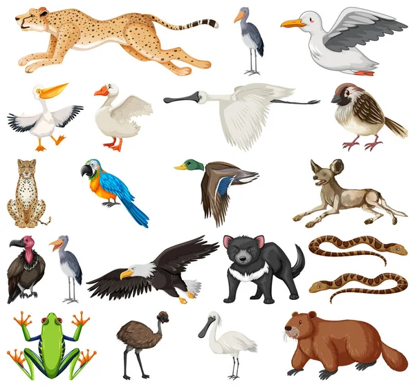 Different Kinds Animals Collection Illustration — Stock Vector