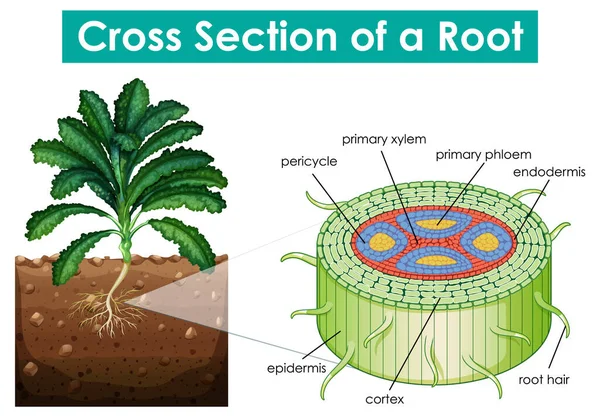 Diagrama Mostrando Seção Transversal Uma Ilustração Raiz — Vetor de Stock