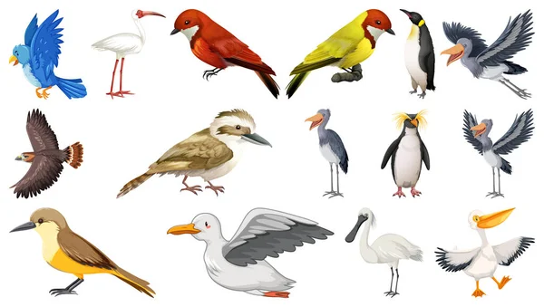 Diferentes Tipos Aves Coleção Ilustração — Vetor de Stock