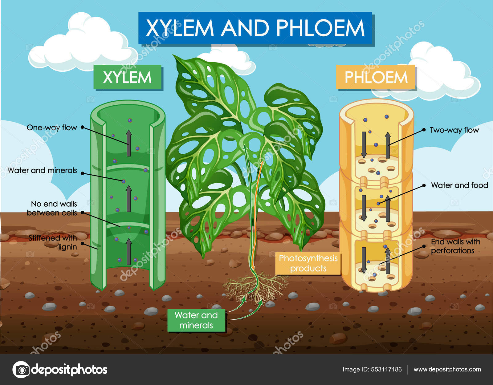 Diagrama que muestra ilustraci n xilema planta floema 40 off