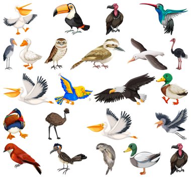 Farklı kuş türleri resim koleksiyonu