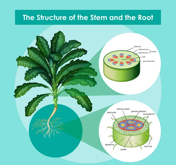 Diagramme Montrant Structure Tige Illustration Racine — Image vectorielle