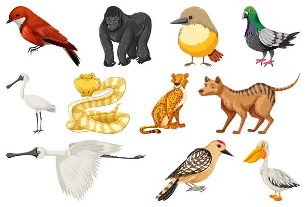 Diferentes Tipos Animales Colección Ilustración — Archivo Imágenes Vectoriales