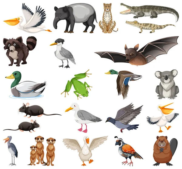 Différents Types Illustration Collection Animaux — Image vectorielle