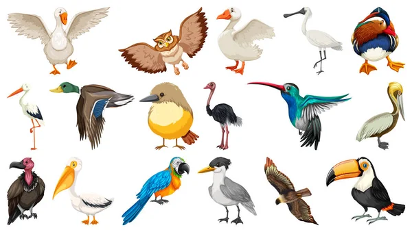 Verschillende Soorten Vogels Verzamelen Illustratie — Stockvector