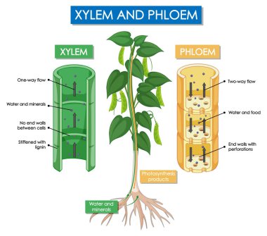 Diagram showing xylem and phloem plant illustration clipart