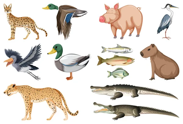 Diferentes Tipos Animais Coleta Ilustração — Vetor de Stock