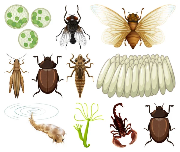 Diferentes Tipos Insectos Animales Sobre Fondo Blanco Ilustración — Archivo Imágenes Vectoriales