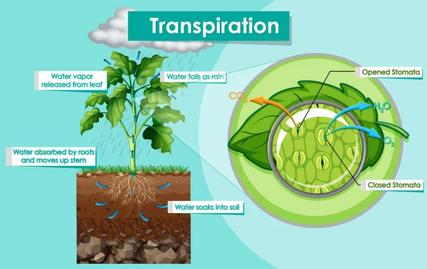 Schemat Przedstawiający Ilustrację Rośliny Transpirackiej — Wektor stockowy