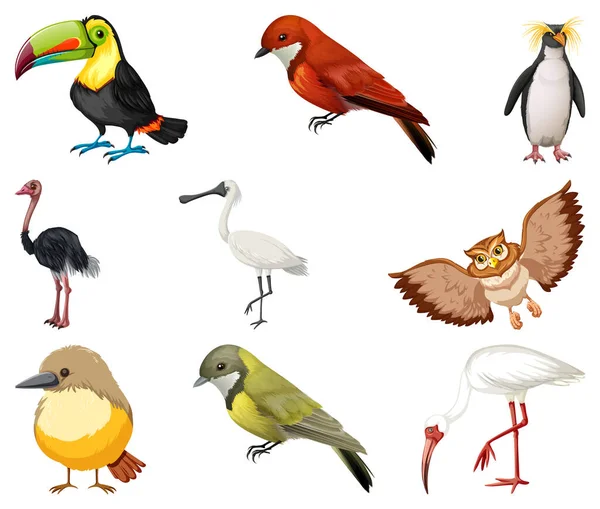 Different Kinds Birds Collection Illustration — Stock Vector